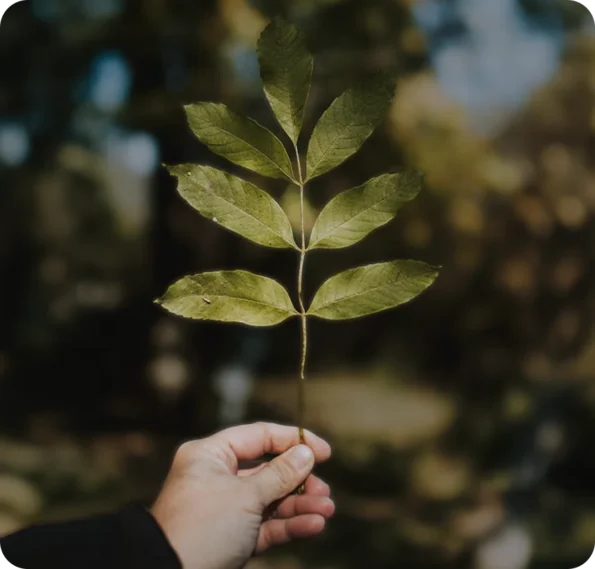 imagen de una hoja evocando el amor por la naturaleza del club provenzal